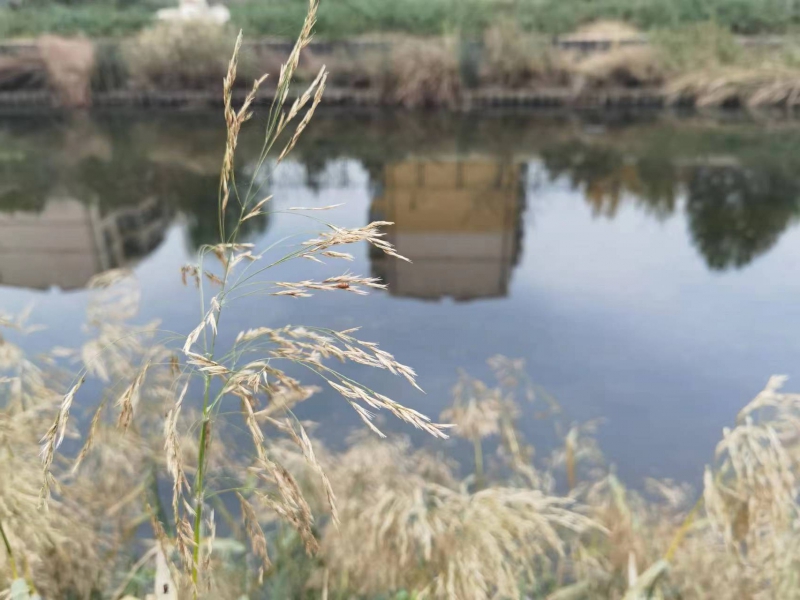 花儿花儿草儿草儿